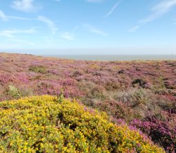 a view across stunning purple heather and yellow gorse in bloom on Dunwich Heath on a glorious sunny day