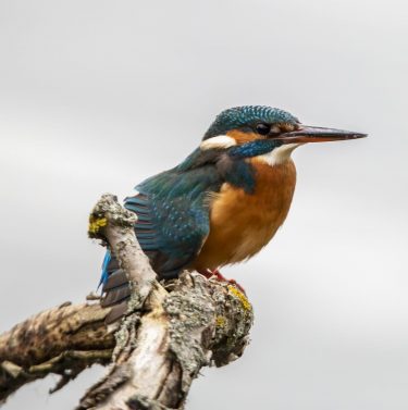 A beautiful blue and orange Kingfisher sitting on a branch