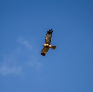 marsh harrier in flight A stunning marsh harrier in flight against a perfect blue sky