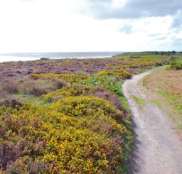 a winding track with yellow and purple heather on one side, looking out towards the sea on Dunwich Heath