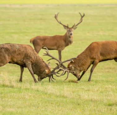 rsz_deer_rut 2 stunning red deer clashing antlers during the rut, while another watches on in the background
