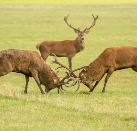 rsz_deer_rut 2 stunning red deer clashing antlers during the rut, while another watches on in the background