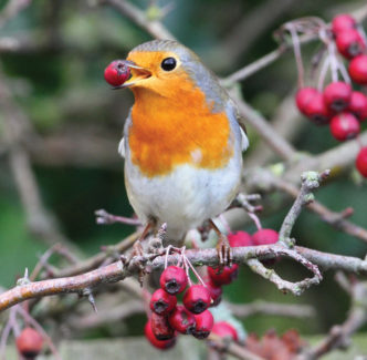 A robin sitting on a branch with a berry in its beak