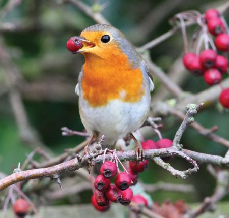 rsz_robin_margaret_hollandjpg A robin sitting on a branch with a berry in its beak