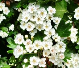 close up of white hawthorn flowers (may flowers)