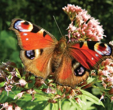 summer-rsz_butterfly-176156 A beautiful Peacock butterfly sitting on some flowers