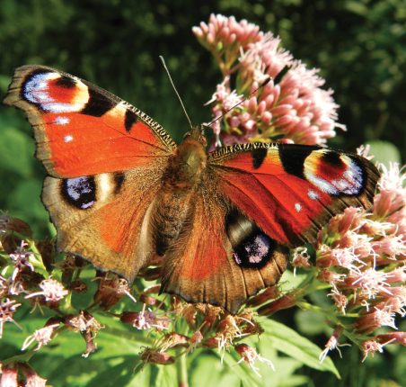 summer-rsz_butterfly-176156 A beautiful Peacock butterfly sitting on some flowers