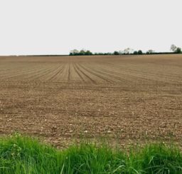 sweep of ploughed field with trees along the horizon and lush grass in the foreground along Mid Suffolk Footpath