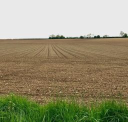 sweep of ploughed field along Mid Suffolk Footpath sweep of ploughed field with trees along the horizon and lush grass in the foreground along Mid Suffolk Footpath