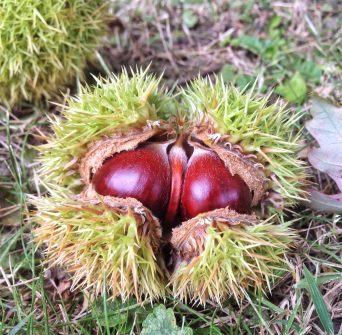 shiny sweet chestnuts bursting out of their prickly green case