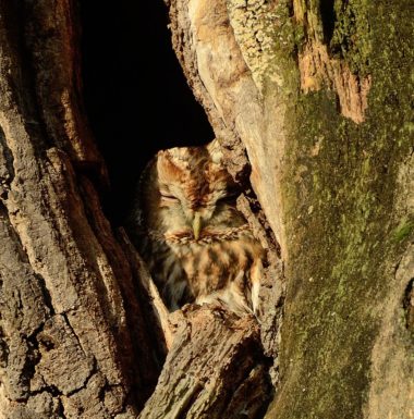 tawny owl sitting in a hole in a tree